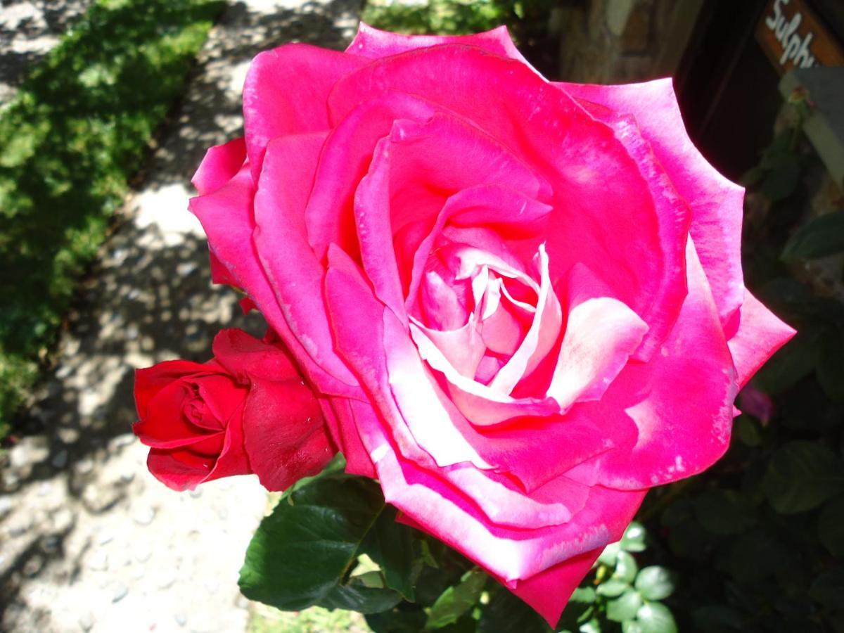 Apart Rose Garden San Martín de los Andes 외부 사진